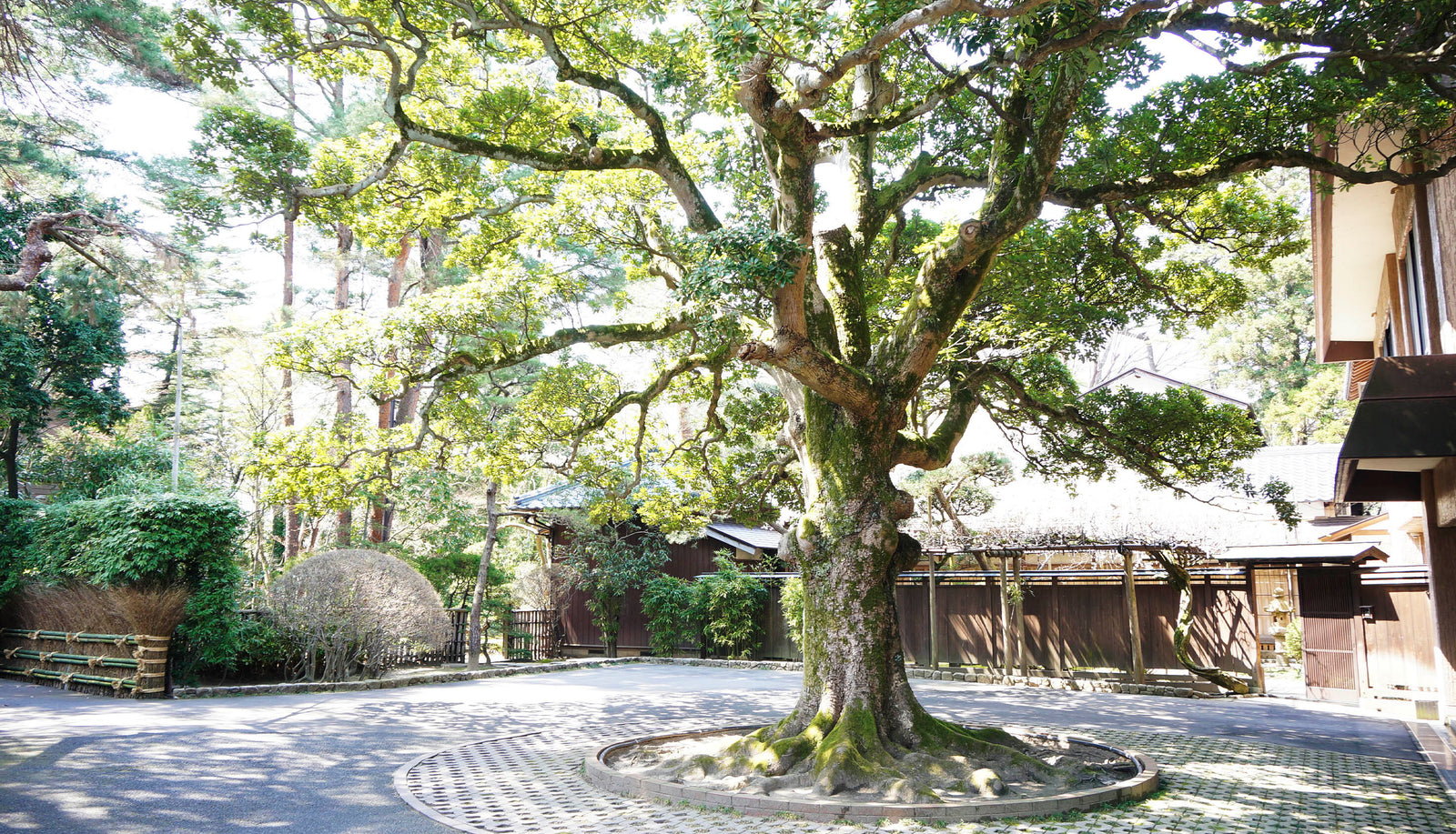 Ishimoto Brewery - Koshi no Kanbai