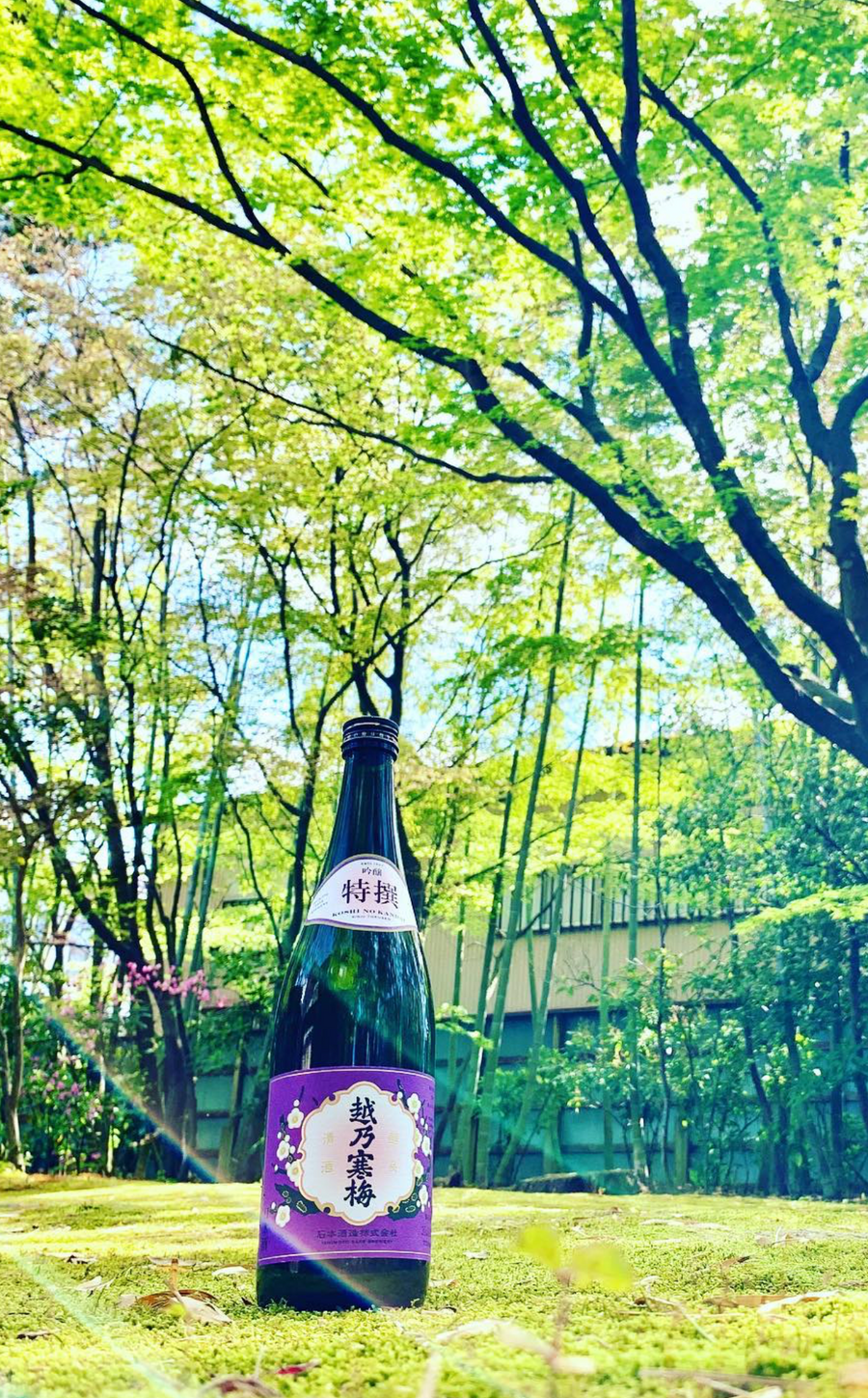 Koshi no Kanbai "Tokusen" detail 2