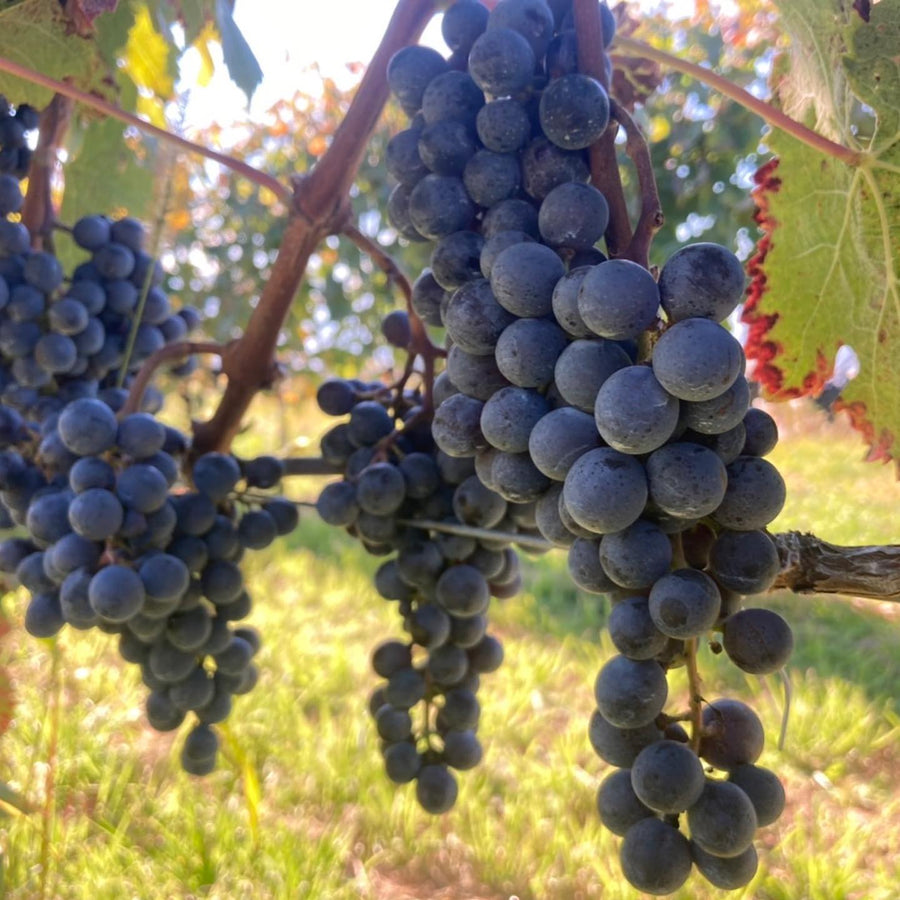 Grapes and Terroir