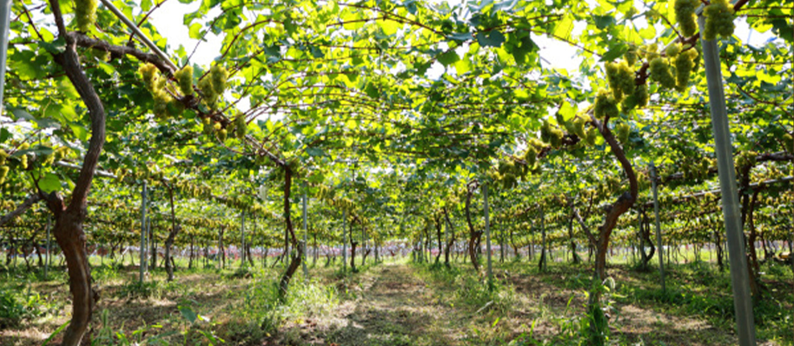 Kisvin Winery