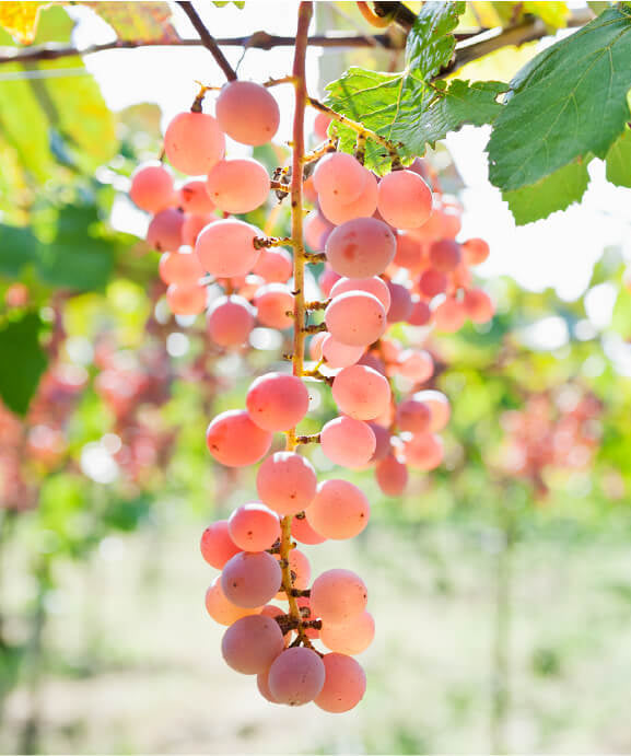 Grapes and Terroir