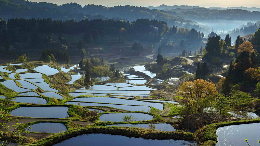 Niigata Prefecture