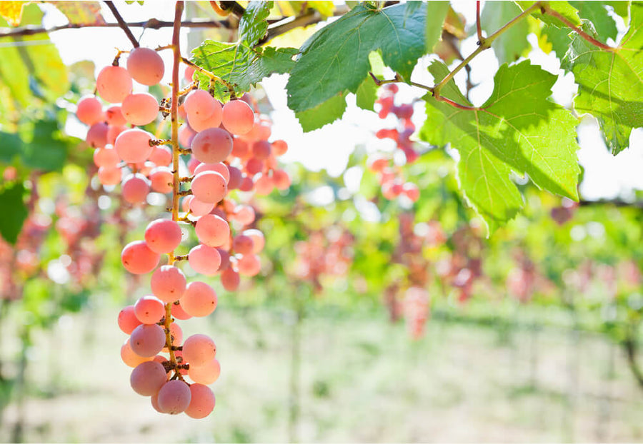 Grapes and Terroir