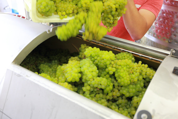 Grapes and Terroir