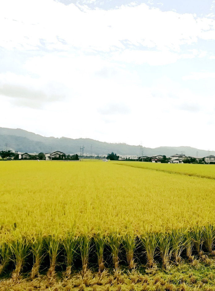 Water and Rice