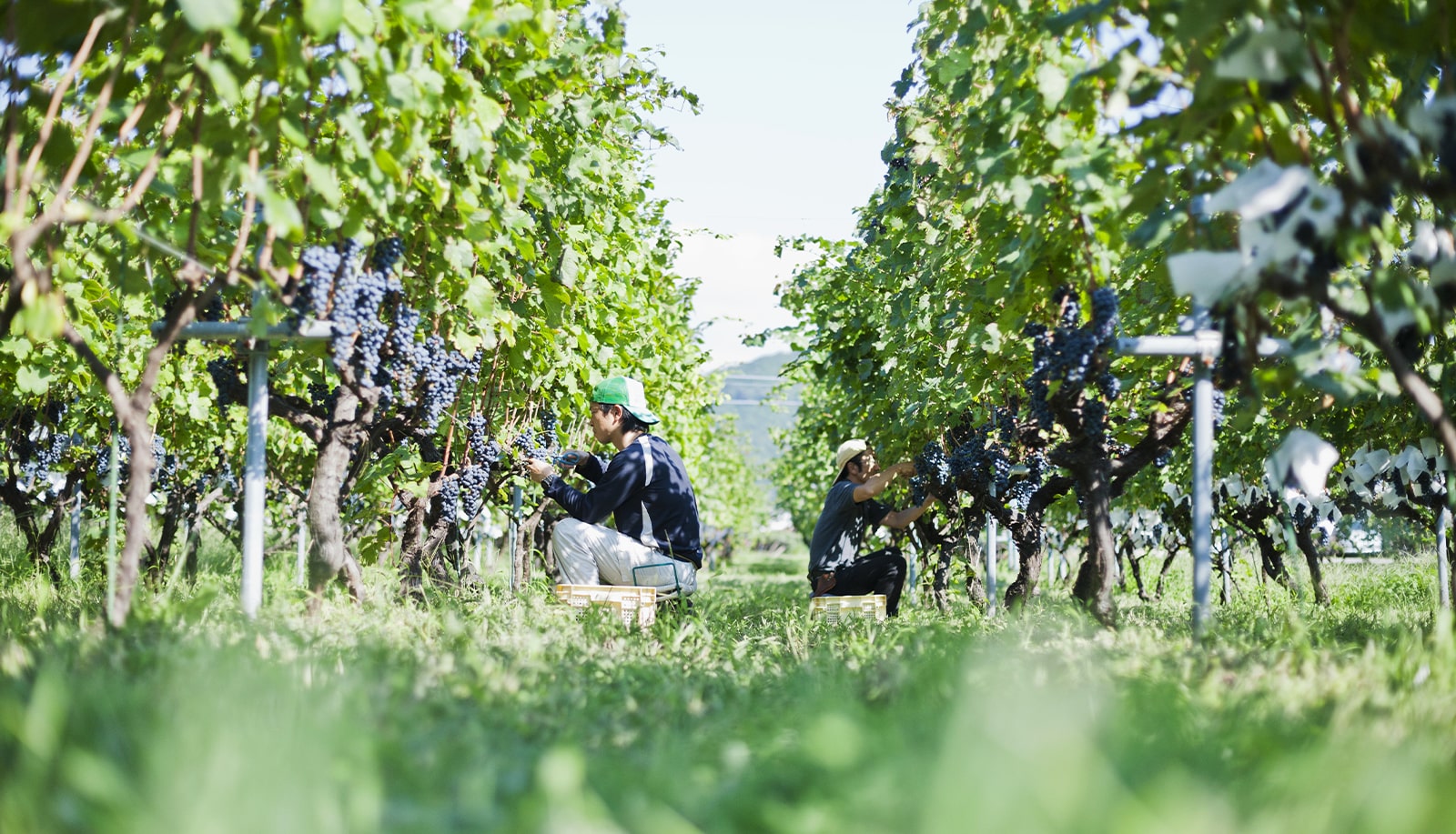 Kurambon Winery