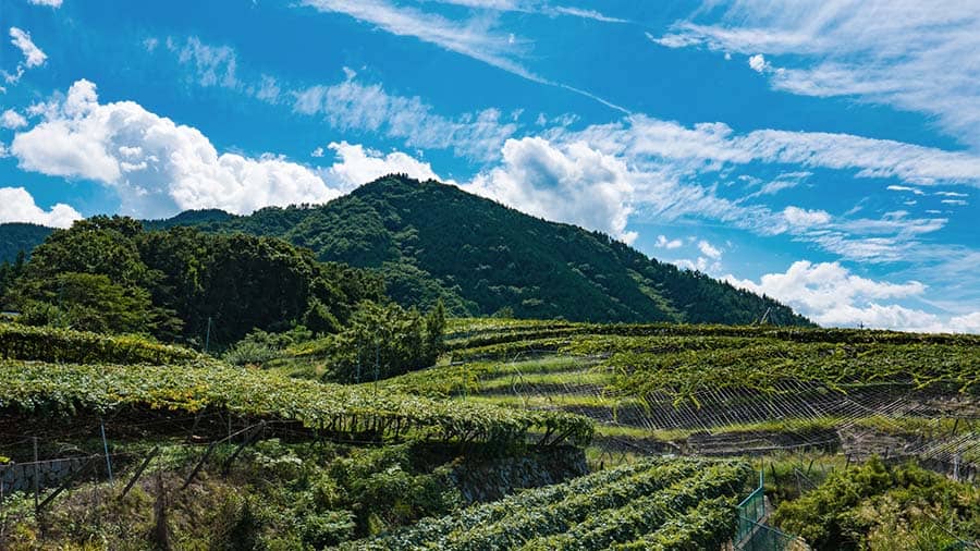 Yamanashi Prefecture